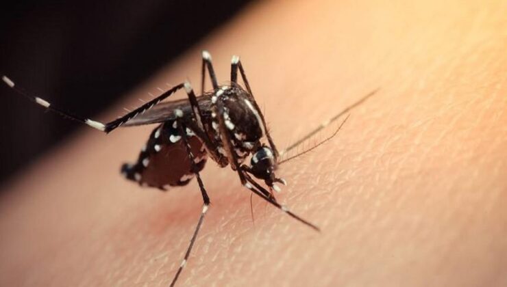 İstanbullulara Aedes sineği uyarısı: Önlem alın