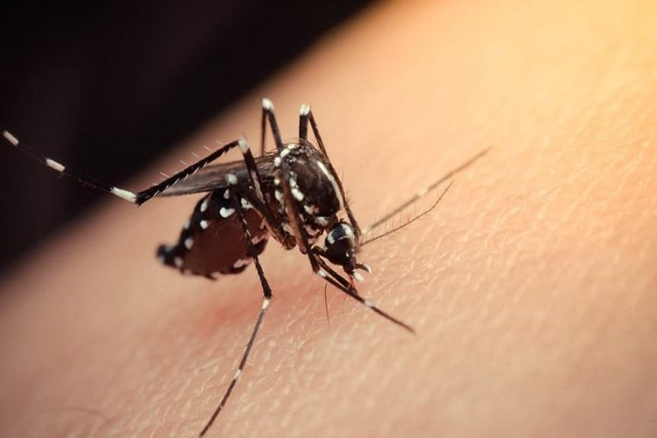 İstanbullulara Aedes sineği uyarısı: Önlem alın İstanbul'da görülen Aedes' türü sivrisineklerin insanları ısırdıklarında normal sivrisineğe oranla