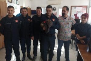 Muğlanın Bodrum il&ccedil;esinde, otomobilin motoruna&nbsp; sıkışan kediyi itfaiye ekipleri kurtardı.