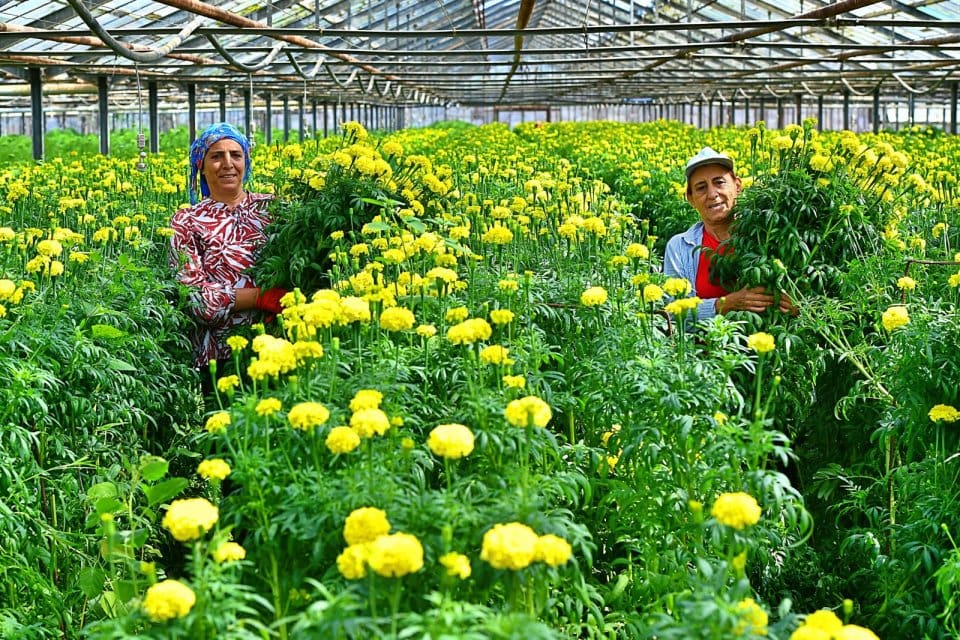 İzmir B&uuml;y&uuml;kşehir Belediyesi'nin desteğiyle T&uuml;rkiye'de "&ccedil;i&ccedil;eğin başkenti" haline gelen Bademler,