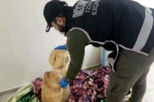 İZMİR'in Bornova il&ccedil;esinde polisin d&uuml;zenlediği operasyonla milattan &ouml;nce 9500&rsquo;l&uuml; yıllara