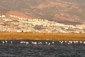 İzmir'de, Gediz Deltası'nda 2022 kuş araştırma ve izleme &ccedil;alışmaları tamamlanırken,&nbsp;Doğa