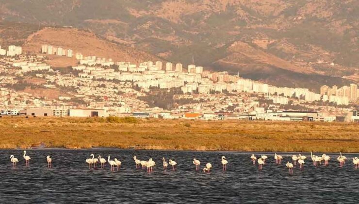 İzmir’de ‘iklim’ dehşeti! Kuşlar ölüyor…