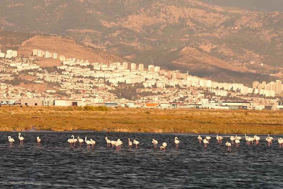 İzmir'de, Gediz Deltası'nda 2022 kuş araştırma ve izleme &ccedil;alışmaları tamamlanırken,&nbsp;Doğa