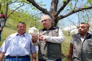 İzmir'in Bayındır ve Beydağ il&ccedil;elerinde, 'katil arı' olarak bilinen kestane