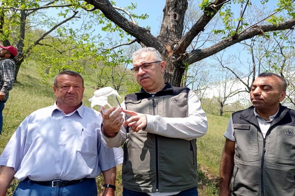 İzmir'in Bayındır ve Beydağ il&ccedil;elerinde, 'katil arı' olarak bilinen kestane