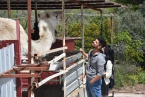 İzmir'in Kemalpaşa il&ccedil;esinde 'Kurtarılmış Hayvan Festivali' d&uuml;zenlendi. Engelli, şiddet g&ouml;ren