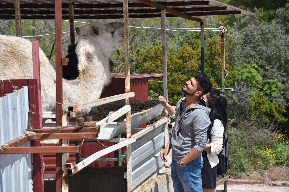 İzmir'in Kemalpaşa il&ccedil;esinde 'Kurtarılmış Hayvan Festivali' d&uuml;zenlendi. Engelli, şiddet g&ouml;ren
