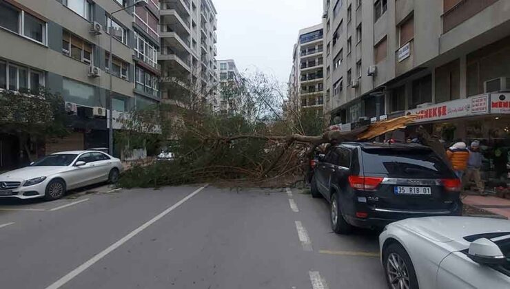 İzmir’de kuvvetli rüzgar ağaç devirdi