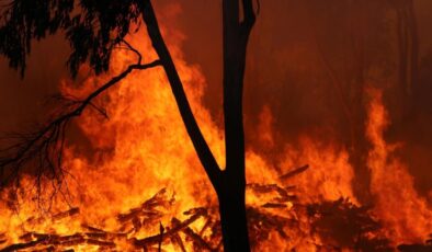 İzmir'de orman yangınlarına karşı denetim seferberliği