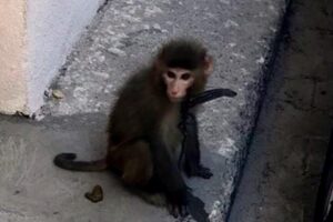 İZMİR'in Karabağlar il&ccedil;esinde sokakta başıboş gezen 'makak' cinsi maymun yakalanarak