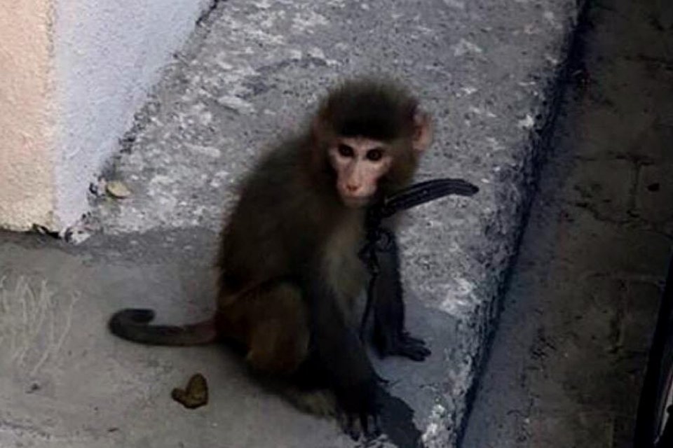 İZMİR'in Karabağlar il&ccedil;esinde sokakta başıboş gezen 'makak' cinsi maymun yakalanarak