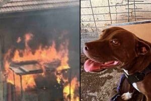 İzmir'in Seferihisar il&ccedil;esinde, 'Şila' isimli 2,5 yaşındaki Pitbull cinsi k&ouml;peği