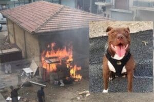 İzmir'in Seferihisar il&ccedil;esinde,&nbsp;'Şila' isimli 2,5 yaşındaki 'Pitbull' cinsi k&ouml;peğin, kul&uuml;besinin