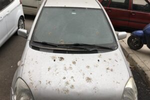 İzmir'de, r&uuml;zgarın Kuzey Afrika'dan taşıdığı tozlar, yağmurla birlikte &ccedil;amur olarak