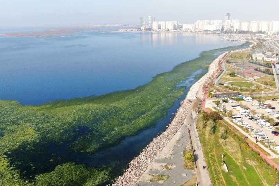 EGE &Uuml;niversitesi'nce İzmir K&ouml;rfezi'nde sık g&ouml;r&uuml;len deniz marullarının ekonomiye kazandırılmasına