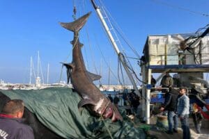İzmir'in Urla il&ccedil;esinde tekneyle ava &ccedil;ıkan balık&ccedil;ılar, 10 metre boyunda,