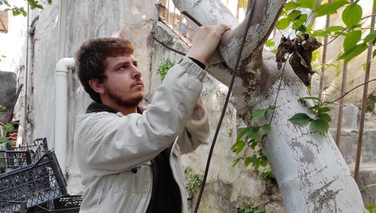 İzmir Ülkü Ocakları Yabani Ağaçlara Meyve Aşılıyor
