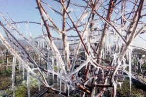 İzmir, Aydın, Balıkesir, &Ccedil;anakkale ve Manisa'da, 15- 17 Ocak tarihleri