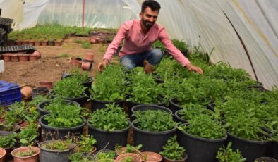 İzmirli çiftçi 'stevia' bitkisiyle gelir elde edecek