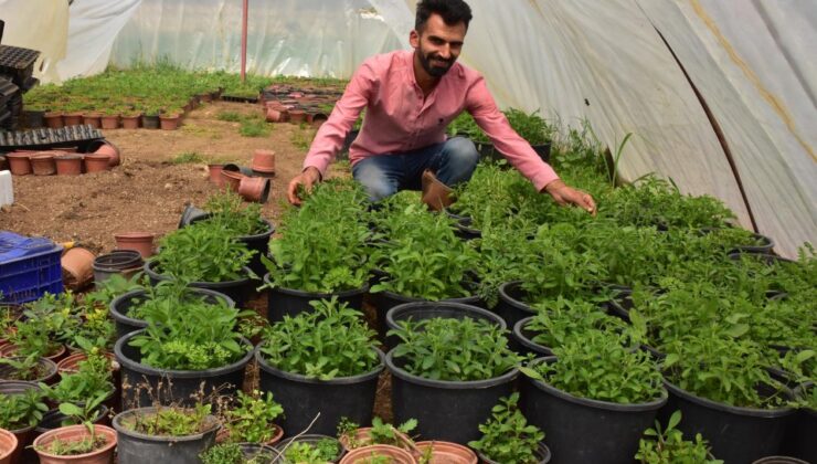 İzmirli çiftçi 'stevia' bitkisiyle gelir elde edecek