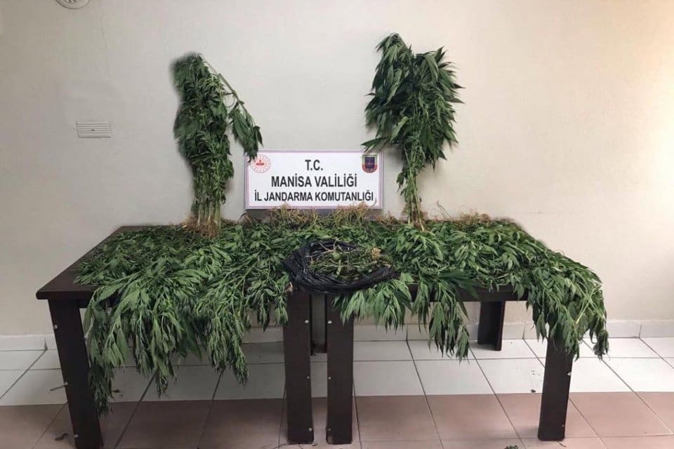 Manisa&rsquo;nın Alaşehir il&ccedil;esinde jandarmanın d&uuml;zenlediği operasyonda 521 k&ouml;k&nbsp;hintkeneviri&nbsp;216 gram kubar