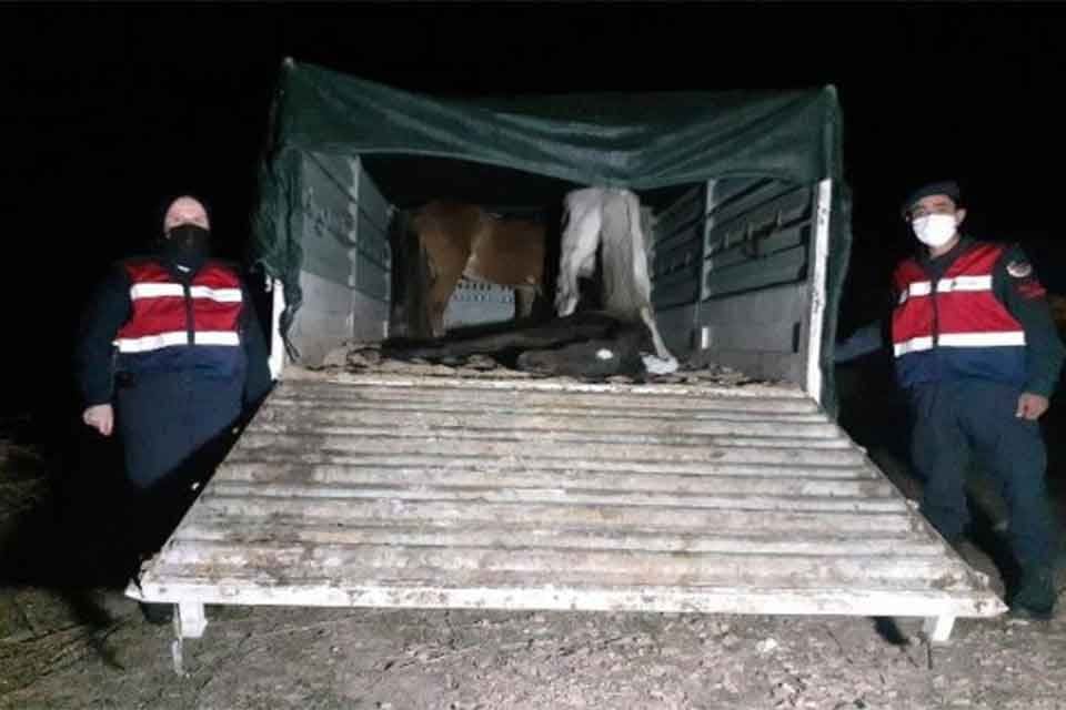 Manisa'nın Akhisar il&ccedil;esinde, jandarma ekiplerince d&uuml;zenlenen operasyonda, il dışında satılmak