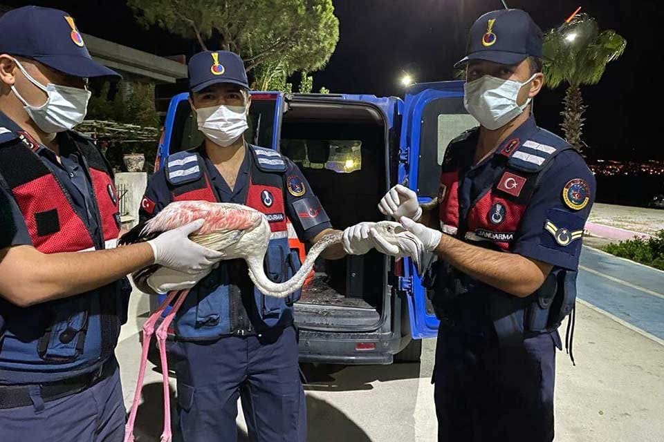 İzmir'in Aliağa il&ccedil;esinde jandarma ekiplerince yaralı bulunan flamingo, tedavi altına