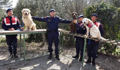 Jandarmanın köpekleri eğitimde