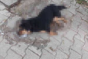 İzmir&rsquo;in Urla il&ccedil;esinde, kimliği belirsiz kişi veya kişilerce bırakılan ve