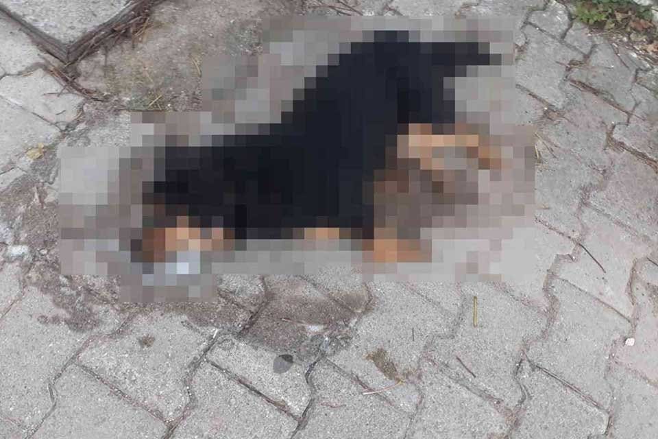İzmir&rsquo;in Urla il&ccedil;esinde, kimliği belirsiz kişi veya kişilerce bırakılan ve