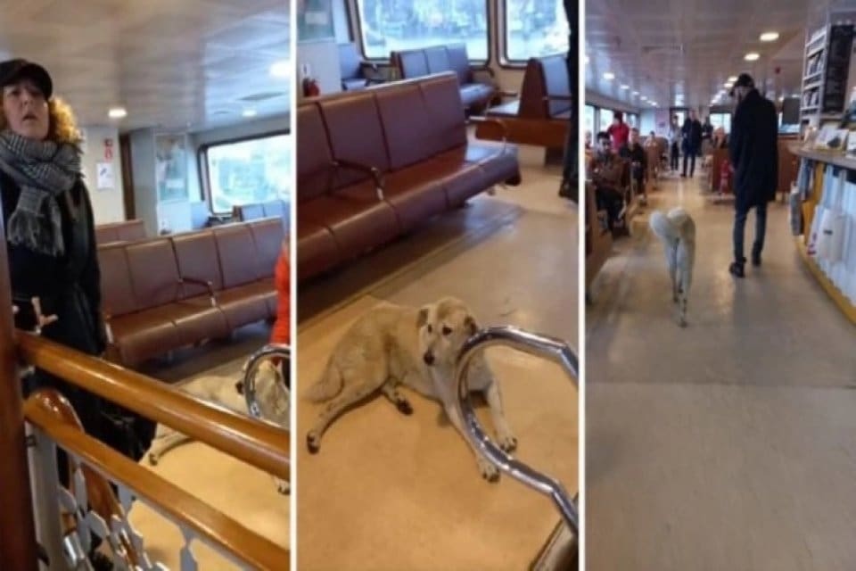 Saat 09.15'te yapılması planlanan Kadık&ouml;y-Beşiktaş seferi, vapura 'k&ouml;pek' girdiği gerek&ccedil;esiyle