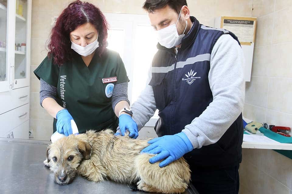 Karabağlar Belediyesi Veteriner İşleri M&uuml;d&uuml;rl&uuml;ğ&uuml; ekipleri, &ccedil;alışmalarına aralıksız devam ediyor.