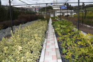 Karabağlar Belediyesi’nin park ve bahçelerde kullanacağı çalı ve yer örtücü