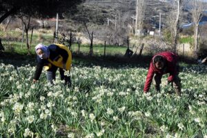 İzmir'in Karaburun ilçesindeki tarlalarda yetiştirilen nergisler, Türkiye'nin dört bir yanına