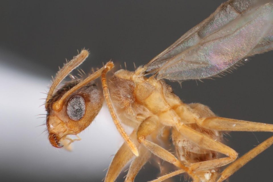 Brezilyalı gazeteci Mariana Lopes Vieira,&nbsp;Amazon&rsquo;dan aldığı e-kitap okuma cihazı Kindle&rsquo;ının