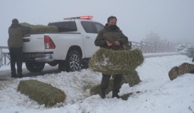 Karla kaplı Spil'deki yaban hayvanları için yem bırakıldı