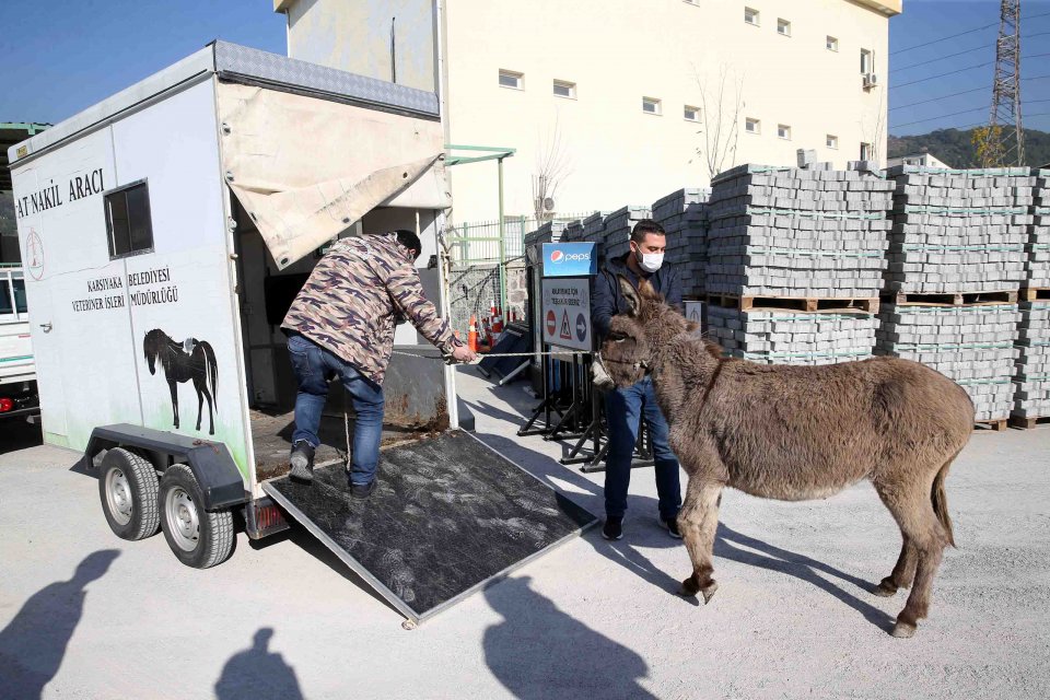 Karşıyaka Belediyesi Veteriner İşleri Müdürlüğü’ne bağlı ekipler, Mavişehir’de başıboş halde