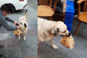 İzmir'deki bir kasaba yaklaşık 7 yıldır günde 2 defa uğrayan