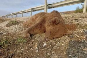 Kastamonu'nun Tosya il&ccedil;esinde ormandan yola inen ayı, aracın &ccedil;arpması sonucu