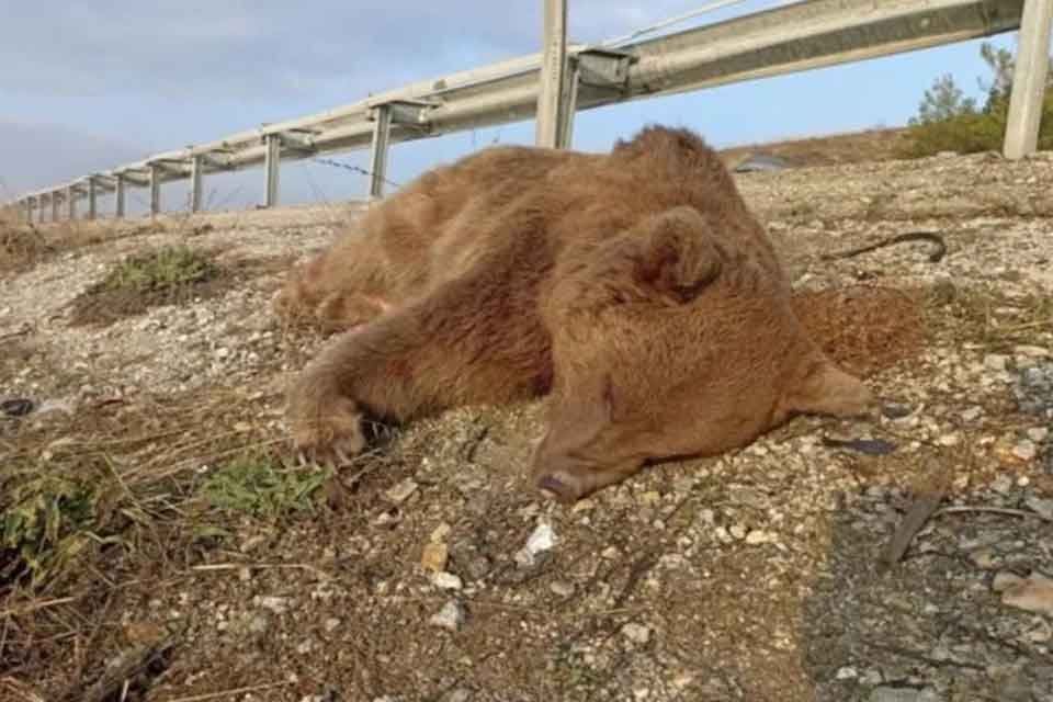 Kastamonu'nun Tosya il&ccedil;esinde ormandan yola inen ayı, aracın &ccedil;arpması sonucu