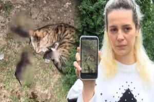 İstanbul Bah&ccedil;eşehir'de sitede eşine saldırdığı gerek&ccedil;esiyle anne kedi ile 3