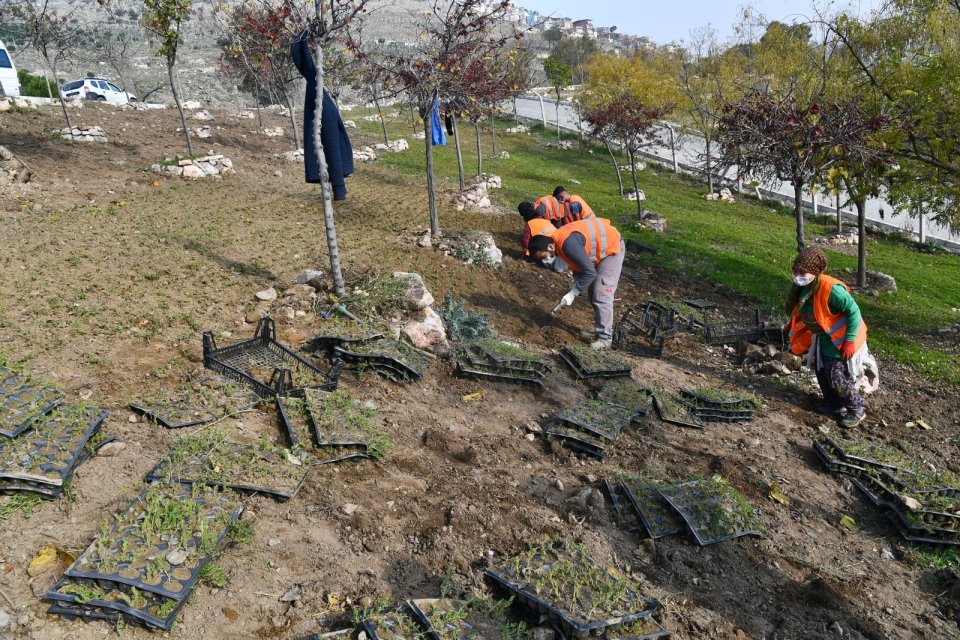 İzmir Büyükşehir Belediyesi çarpık yapılaşmadan arındırılan Kadifekale eteklerini kent ormanına