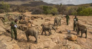 Doğu Afrika &uuml;lkesinin mayısta başladığı yaban hayat n&uuml;fus sayımından gelen