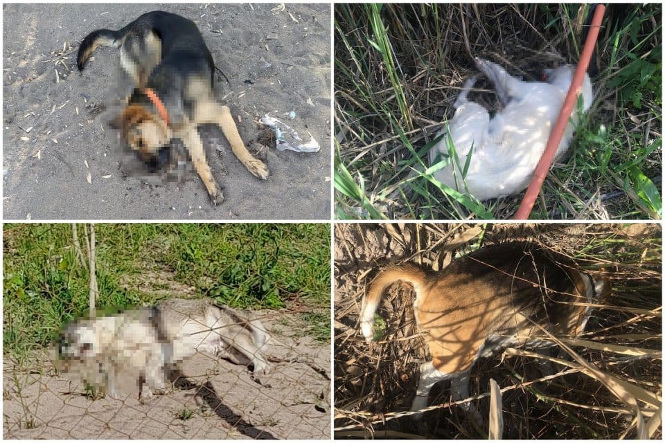 İzmir'in Dikili il&ccedil;esinde, zehirli sosis verilen 1'i sahipli, 5 k&ouml;pek