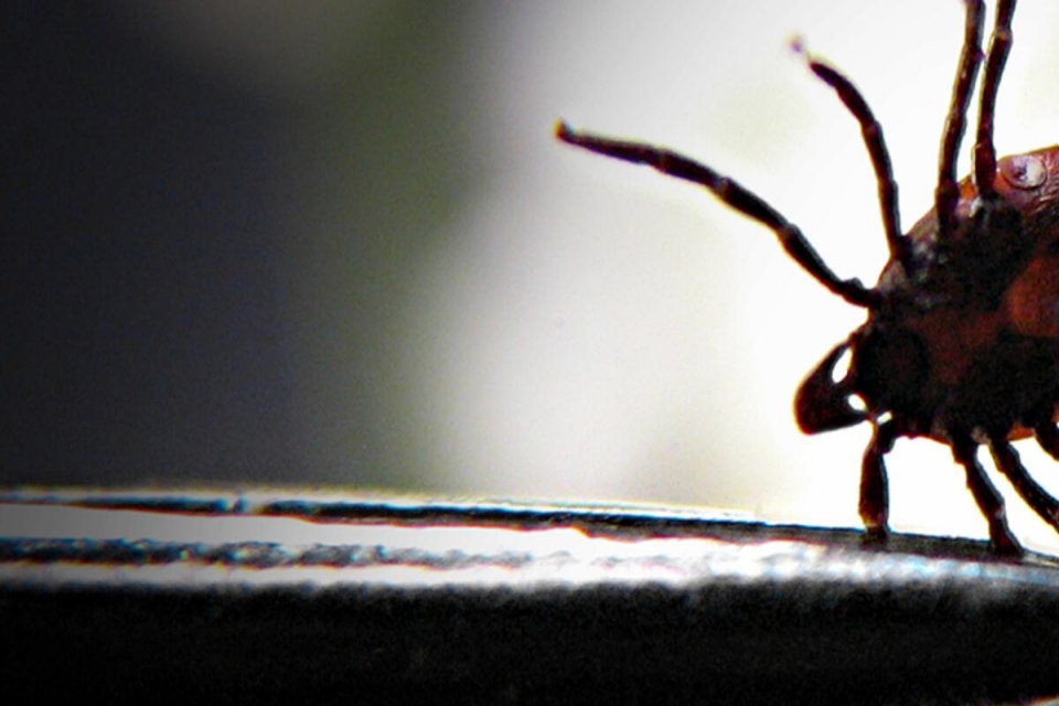 Trabzon Karadeniz Teknik &Uuml;niversitesi (KT&Uuml;) Tıp Fak&uuml;ltesi &Ccedil;ocuk Enfeksiyon Hastalıkları