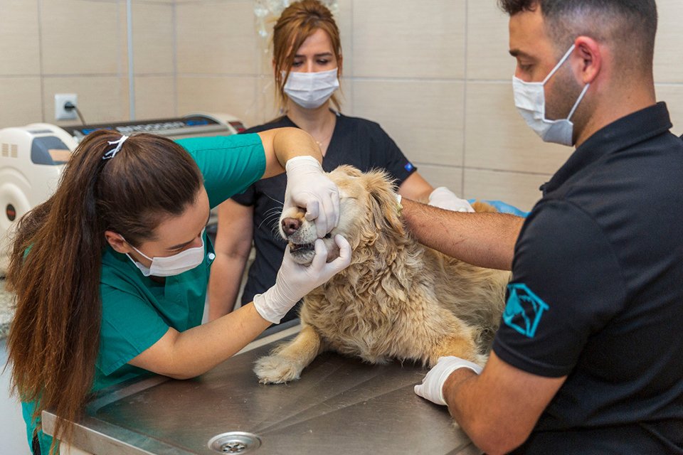 İzmir B&uuml;y&uuml;kşehir Belediyesi kısırlaştırdığı hayvan sayısını, g&ouml;n&uuml;ll&uuml;lerin desteği ve ek