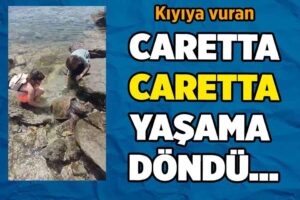 Bodrum Aşağı Mazı Mahallesi sahilinde kıyıya vurmuş ‘caretta caretta’ cinsi