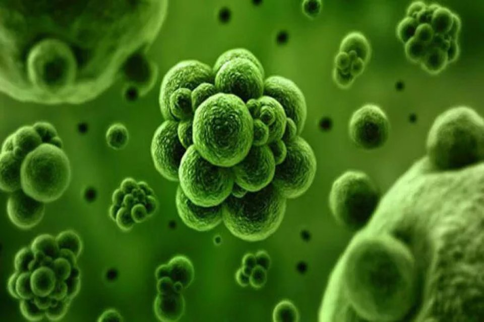 Arjantin'in Tucuman eyaletinde bir klinikte ortaya çıkan legionella bakterisinin sebep