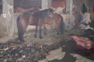 Konak&rsquo;ta ka&ccedil;ak kesim ihbarı &uuml;zerine Konak Belediyesi Zabıta M&uuml;d&uuml;rl&uuml;ğ&uuml;, Konak